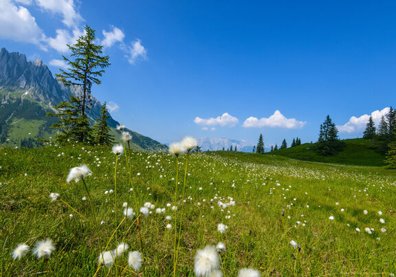 A flowery meadow with scattered trees, a blue sky with clouds and the mountains in the background in Austria.