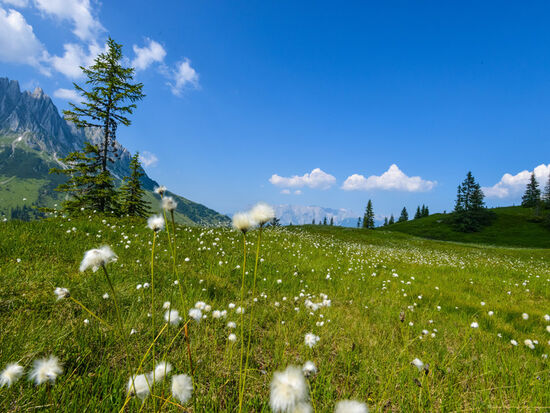 A flowery meadow with scattered trees, a blue sky with clouds and the mountains in the background in Austria.