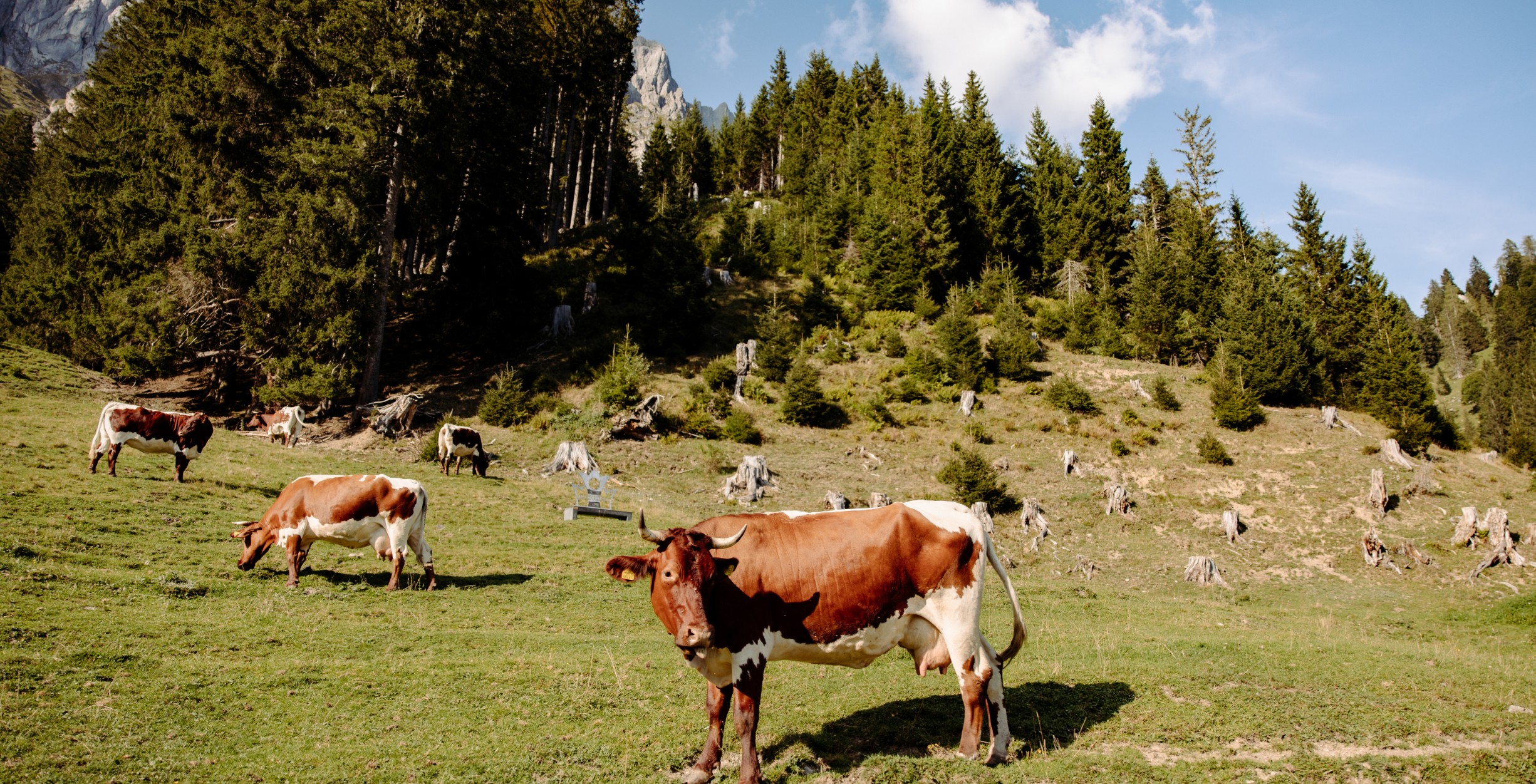 Mehrere Kühe stehen am Waldrand