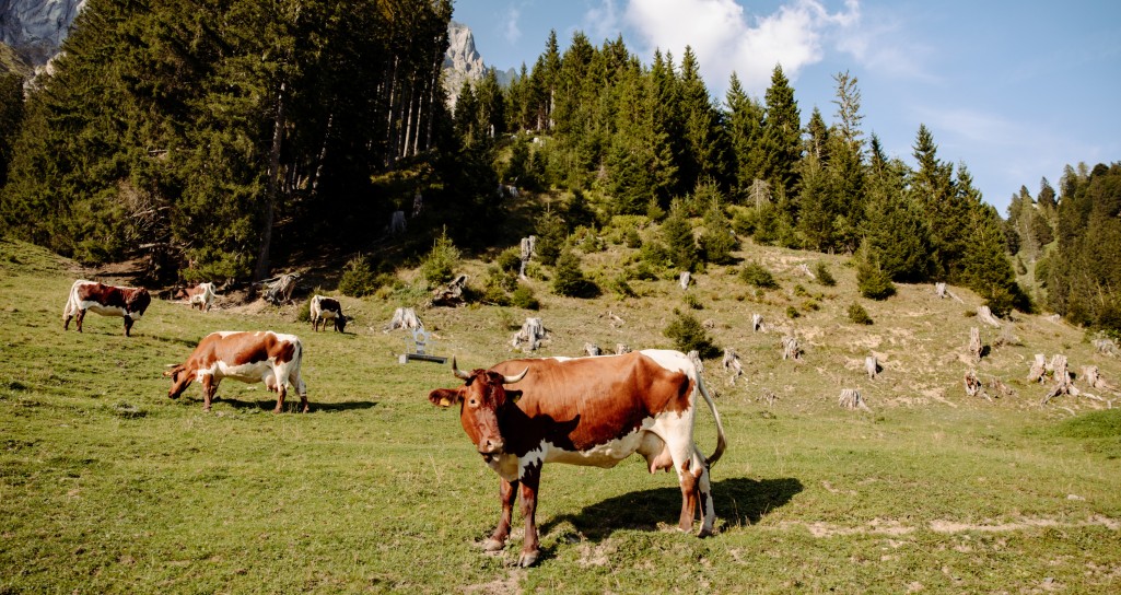 Rinder auf der Alm