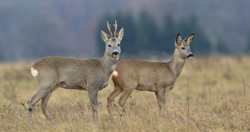 Rehe in der Natur © Shutterstock.com / Monika Surzin