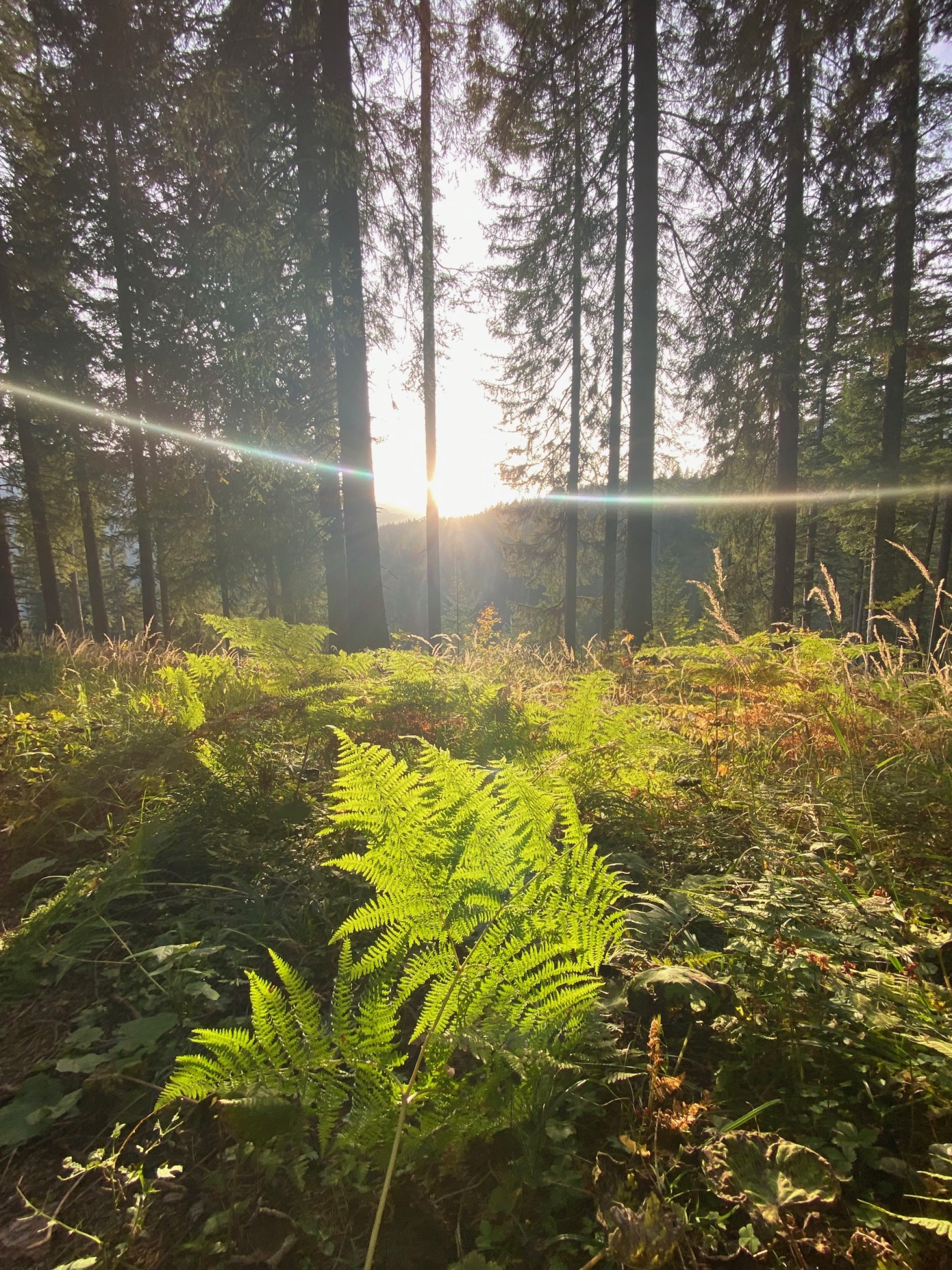 Wald mit Lichtung und Farne