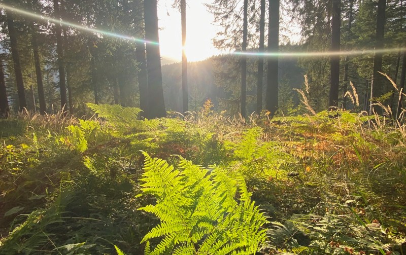 Wald mit Lichtung und Farne